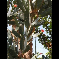 Opuntia Elatior (fam. Cactacees) (Amerique centrale, Colombie) (11)
